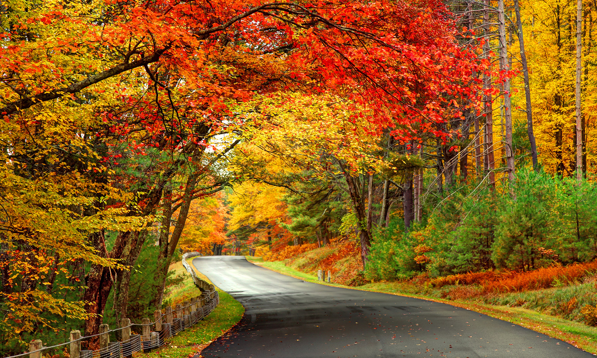 Autumn Road