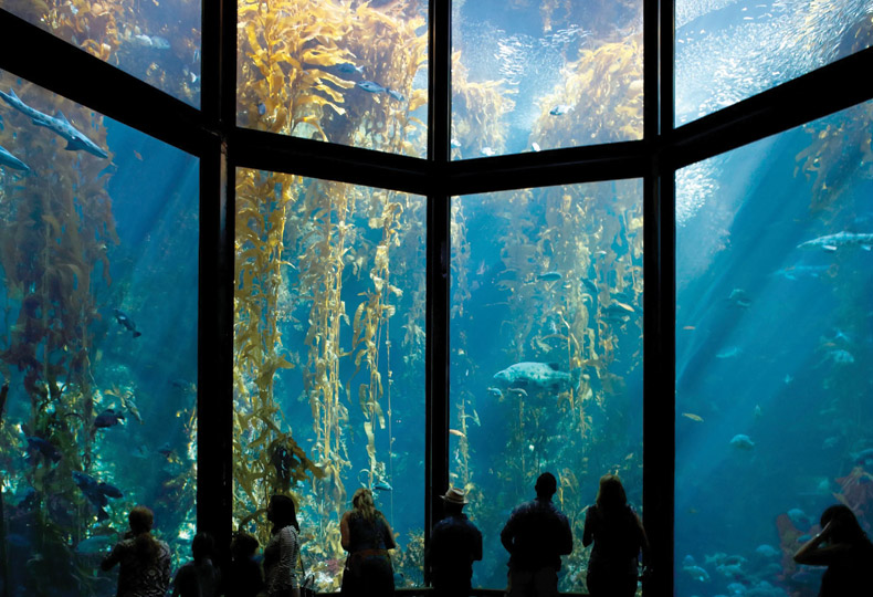 Aquarium of Carmel