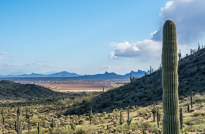 A cactus in the foreground looking towards a valley surrounding Casa Grande, Az