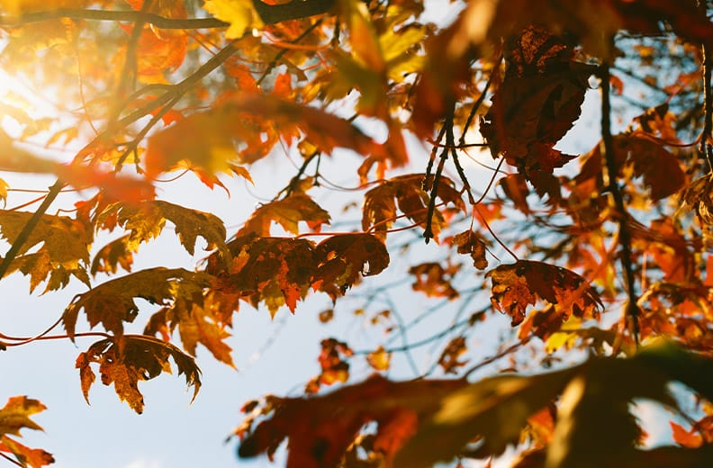 Brightly colored autumn leaves during autumn in Henrietta NY