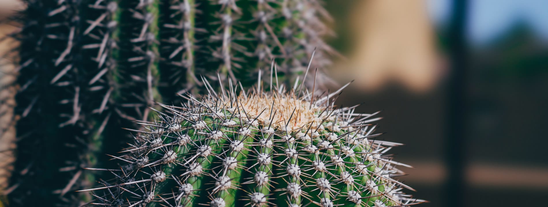 The huge needles of a cactus