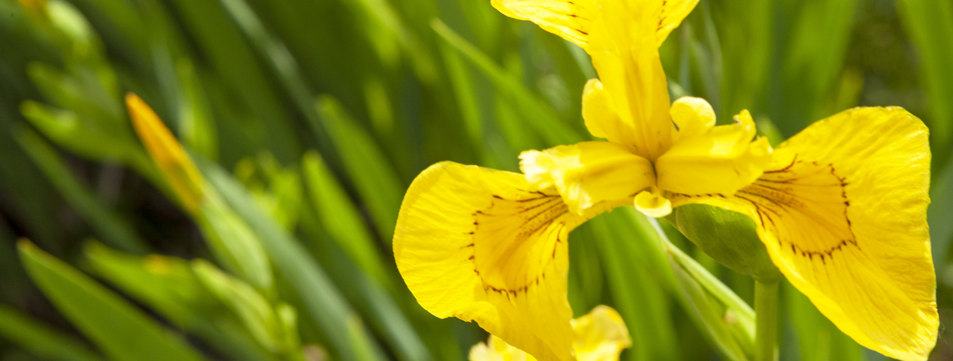 Close up of a yellow flower