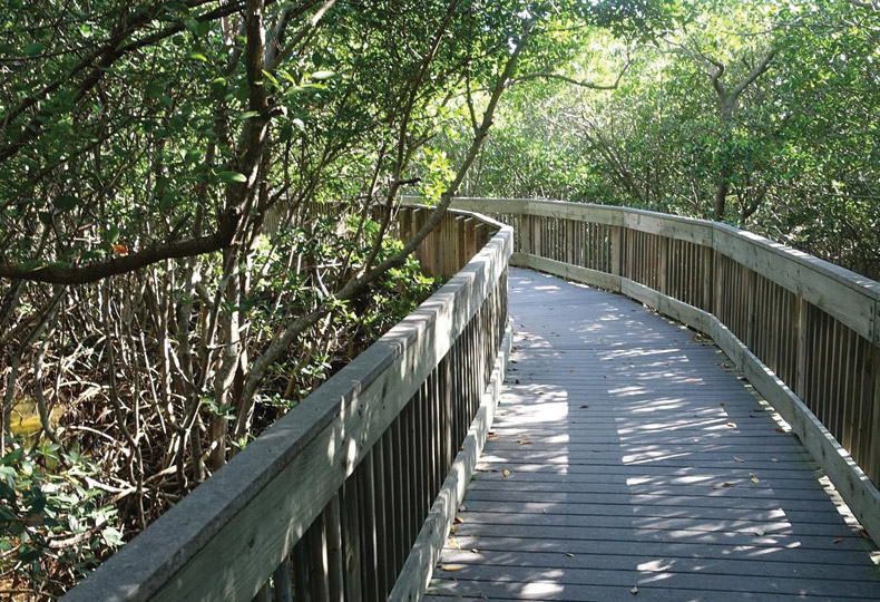 Weedon island Weedon island forest path