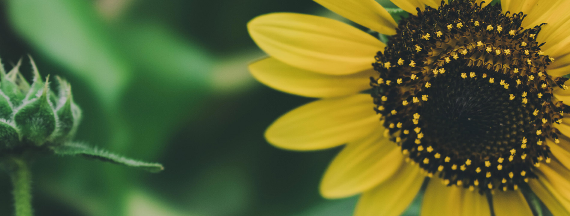 A golden sunflower against a background of stems and leaves