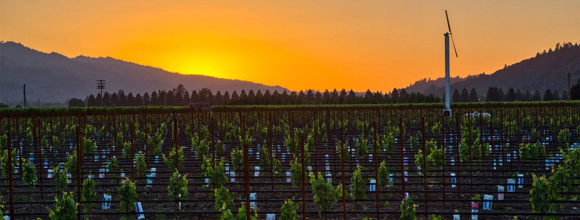 The Watermark at Napa Valley vineyard
