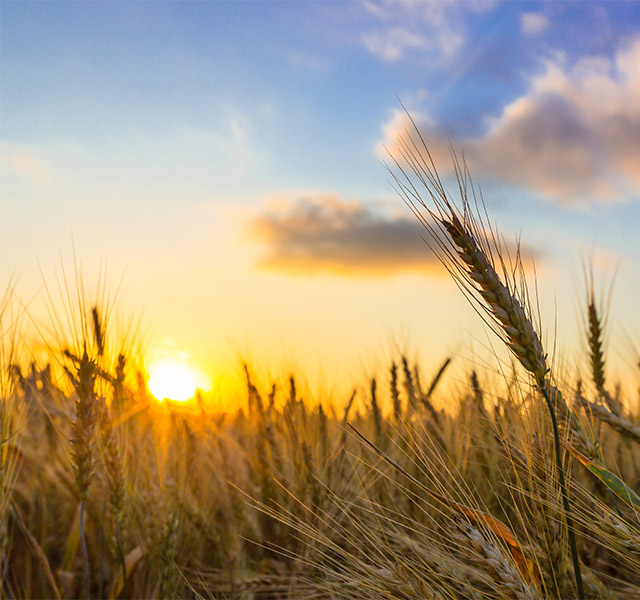 Watermark Retirement Communities Circadian Lighting The sun rising over a wheat field at sunrise
