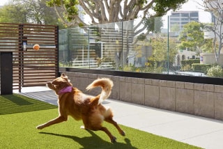 Dog playing in backyard 